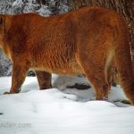 article image - 1228MountainLion